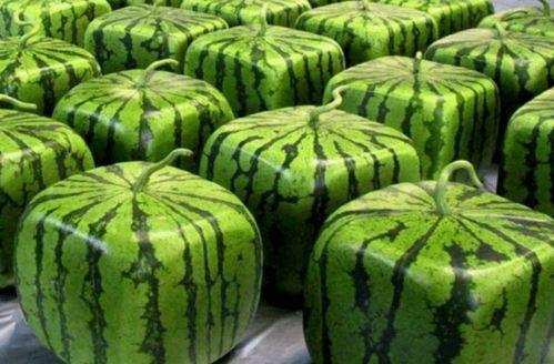 哪里都有中国人娱乐吃瓜,中国“吃瓜群众”的足迹